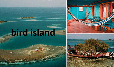 bird island